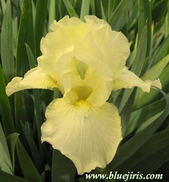 Photo of Intermediate Bearded Iris (Iris 'Maui Moonlight') uploaded by Calif_Sue