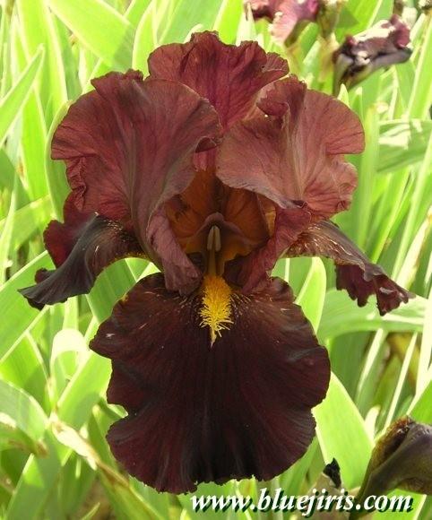 Photo of Tall Bearded Iris (Iris 'Marauder') uploaded by Calif_Sue