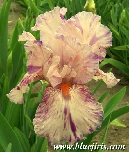 Photo of Tall Bearded Iris (Iris 'Mean Streak') uploaded by Calif_Sue