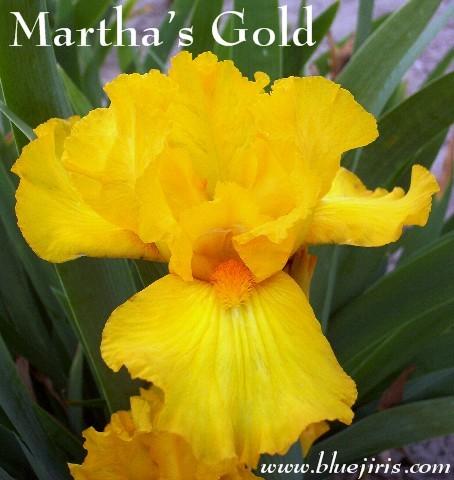 Photo of Tall Bearded Iris (Iris 'Martha's Gold') uploaded by Calif_Sue