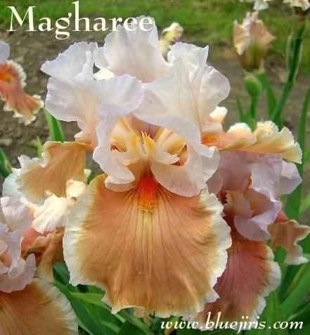 Photo of Tall Bearded Iris (Iris 'Magharee') uploaded by Calif_Sue