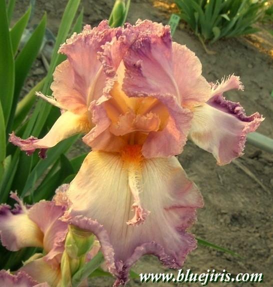Photo of Tall Bearded Iris (Iris 'Mannekin Pis') uploaded by Calif_Sue