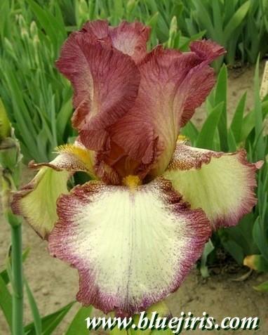 Photo of Tall Bearded Iris (Iris 'Memphis Lass') uploaded by Calif_Sue