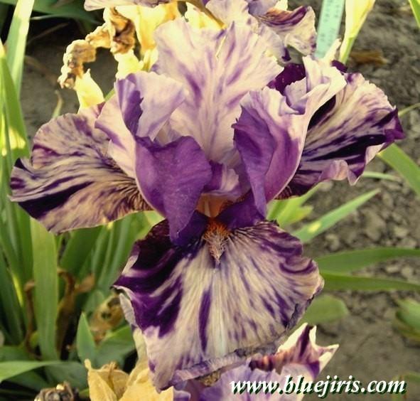 Photo of Tall Bearded Iris (Iris 'Messy Jessi') uploaded by Calif_Sue