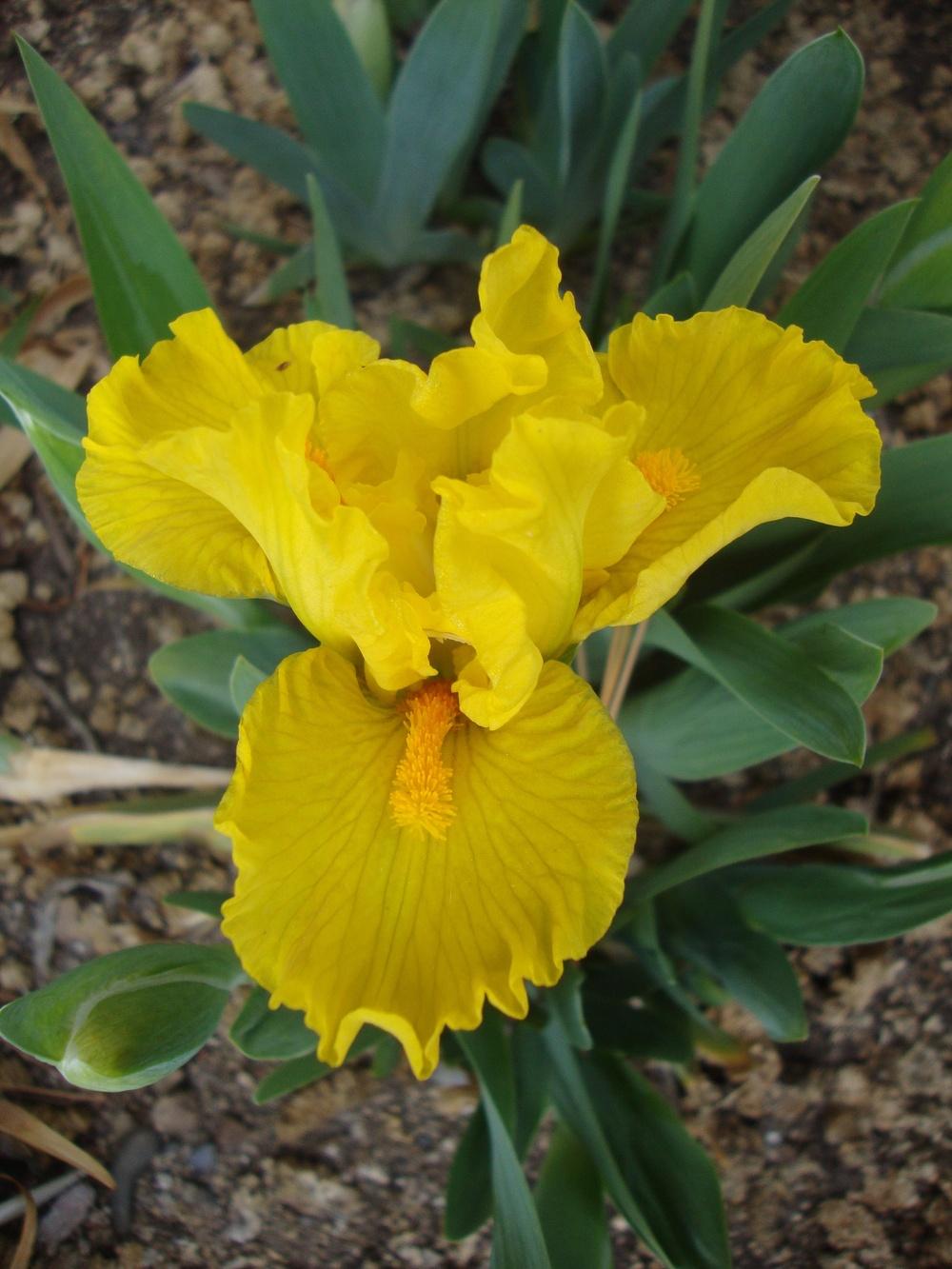Photo of Standard Dwarf Bearded Iris (Iris 'Scream') uploaded by Paul2032