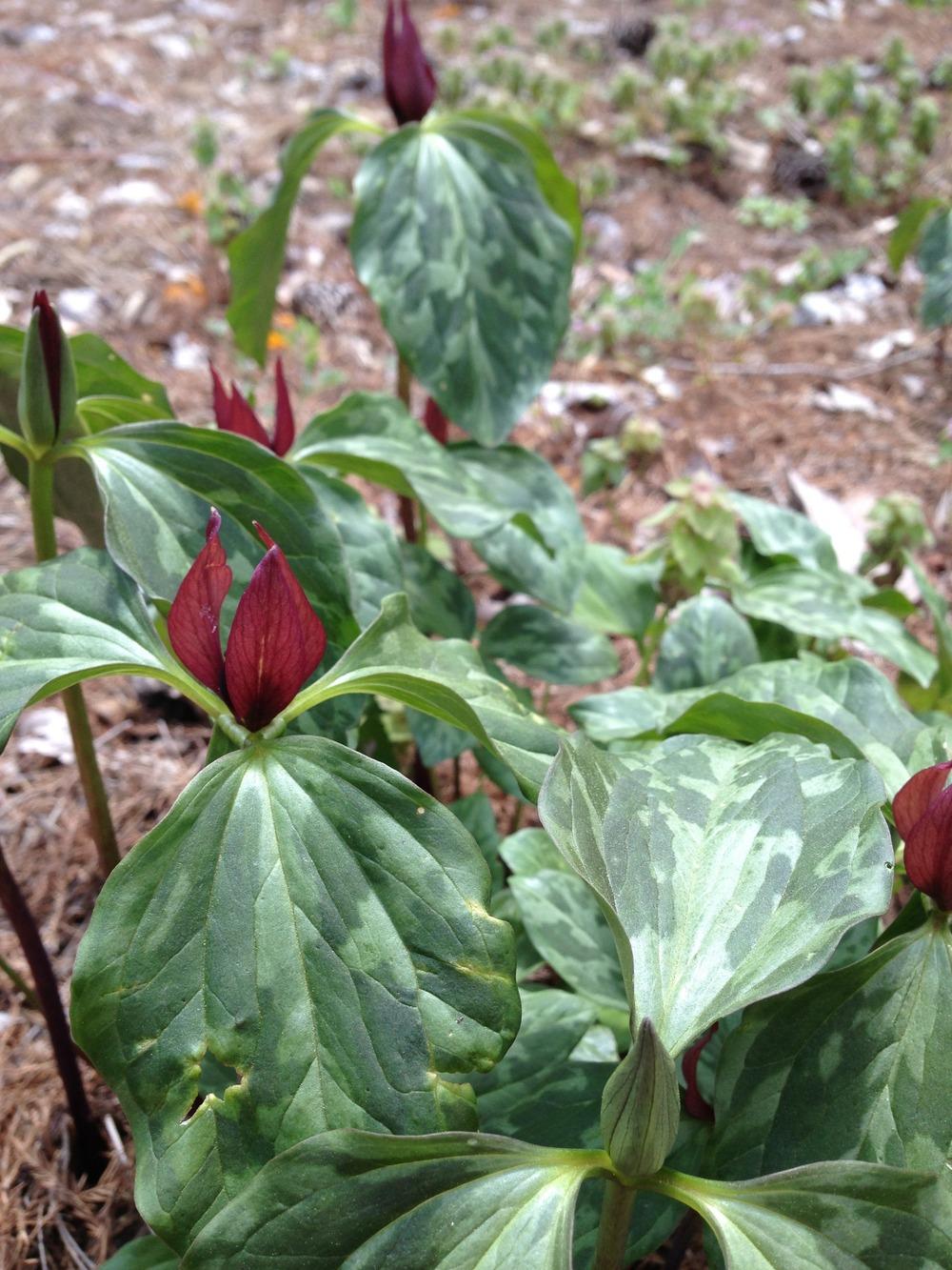 Photo of Trilliums (Trillium) uploaded by clintbrown
