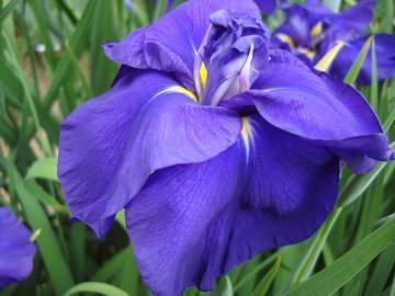 Photo of Japanese Iris (Iris ensata 'Periwinkle Pinwheel') uploaded by eclayne
