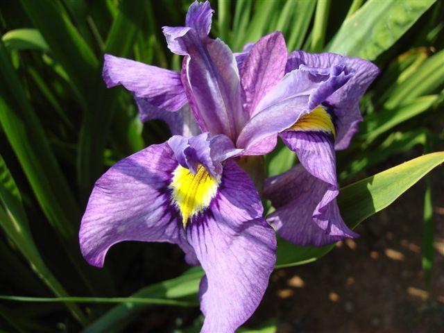 Photo of Species X Iris (Iris 'Shiryukyo') uploaded by eclayne
