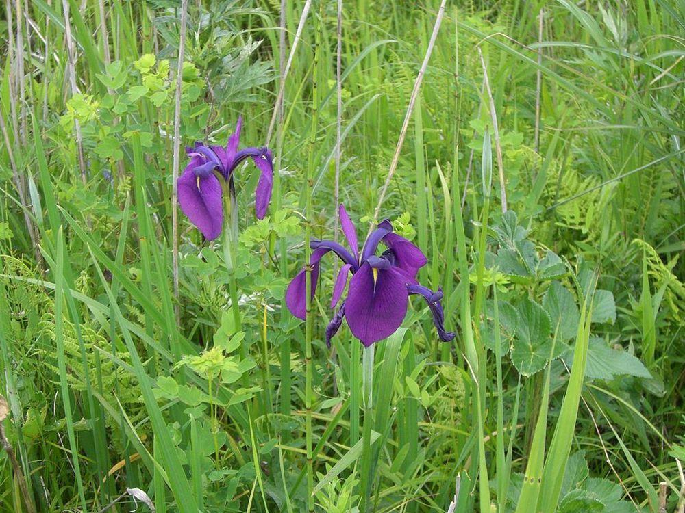 Photo of Japanese Iris (Iris ensata) uploaded by eclayne