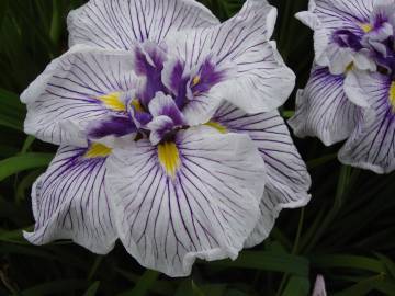 Photo of Japanese Iris (Iris ensata 'Geisha Gown') uploaded by eclayne