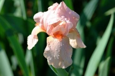 Photo of Tall Bearded Iris (Iris 'Cherie') uploaded by eclayne