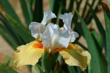Photo of Intermediate Bearded Iris (Iris 'Champagne Encore') uploaded by eclayne