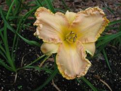 Thumb of 2013-04-15/gardenglory/9a21ad