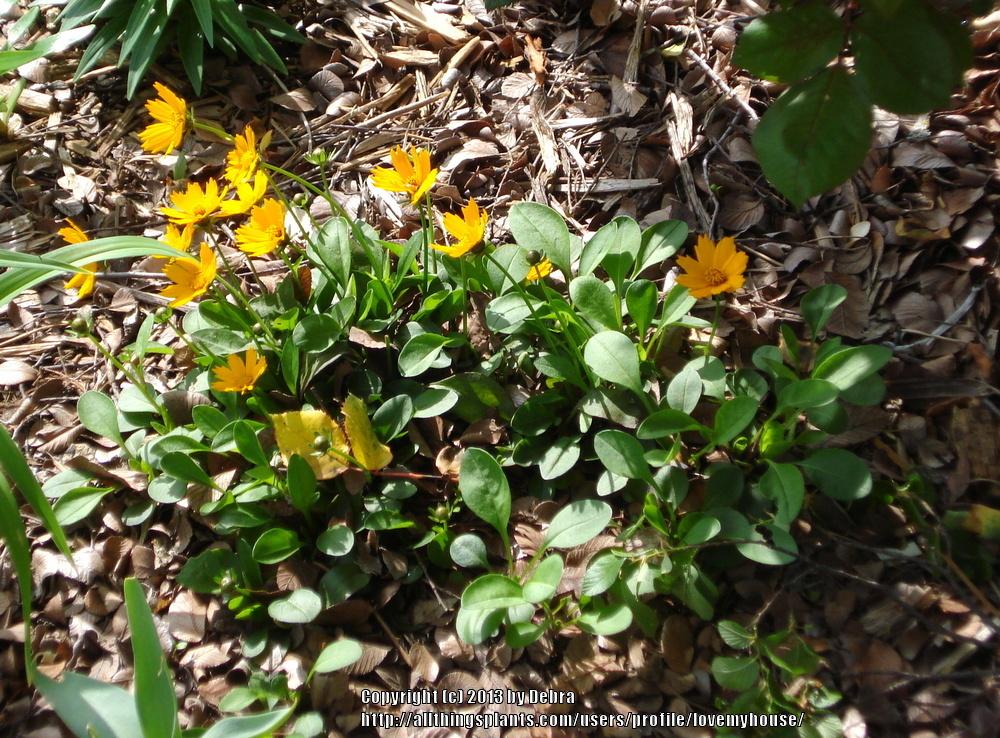 Photo of Dwarf Mouse-ear Tickseed (Coreopsis auriculata 'Nana') uploaded by lovemyhouse