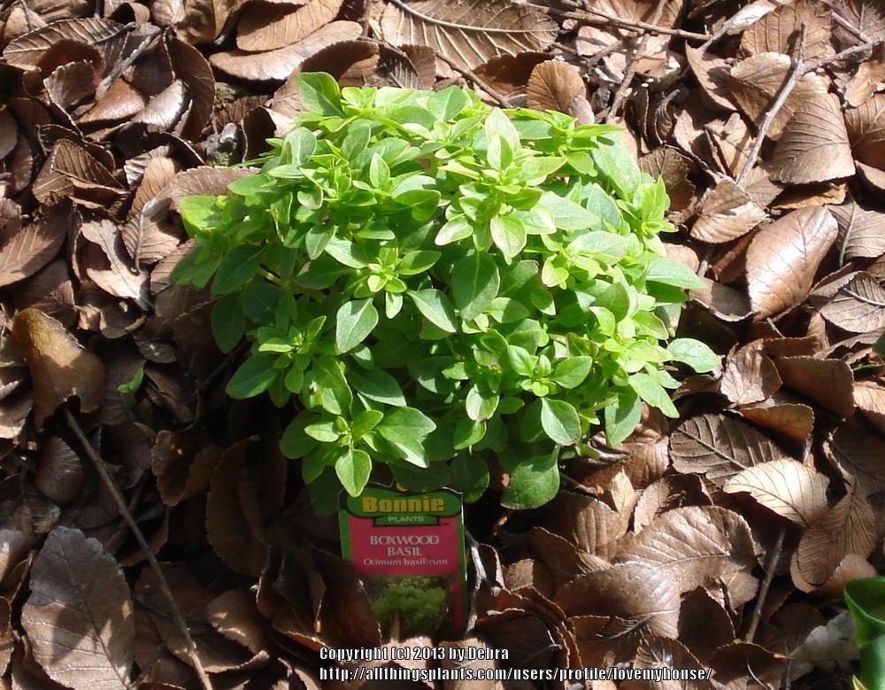 Photo of Boxwood Basil (Ocimum basilicum 'Boxwood') uploaded by lovemyhouse