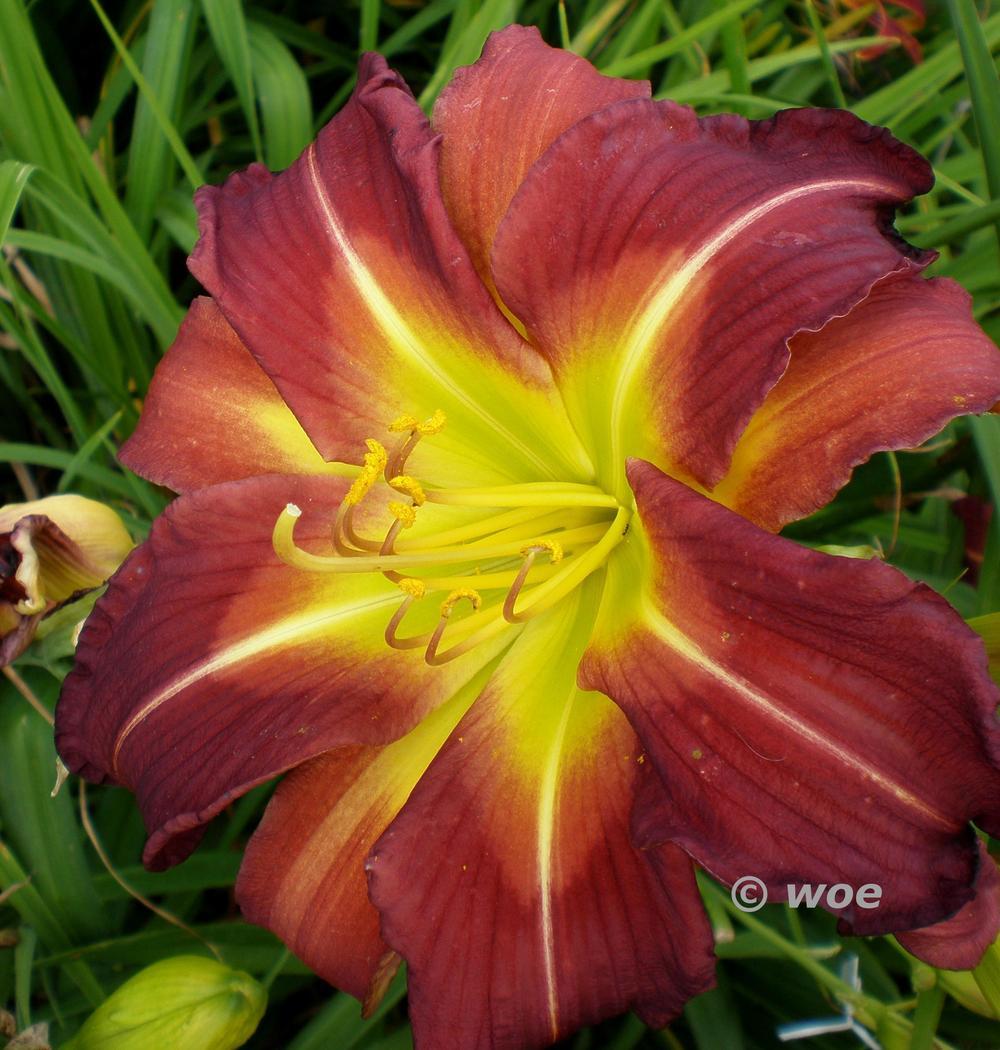 Photo of Daylily (Hemerocallis 'More than Four') uploaded by mainstreet