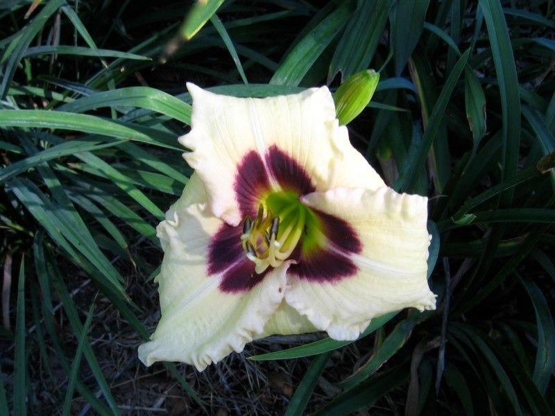 Photo of Daylily (Hemerocallis 'Siloam Ury Winniford') uploaded by robertduval14