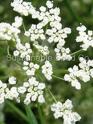 Photo of Anise (Pimpinella anisum) uploaded by vic