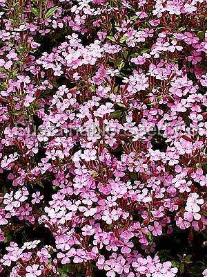 Photo of Rock Soapwort (Saponaria ocymoides) uploaded by vic