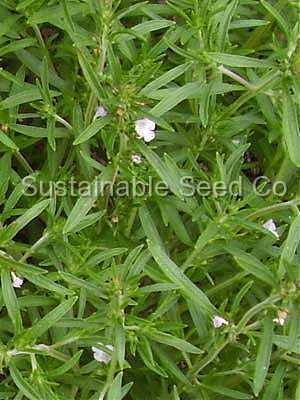 Photo of Summer Savory (Satureja hortensis) uploaded by vic