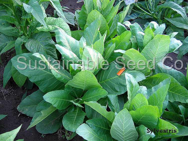 Photo of Woodland Tobacco (Nicotiana sylvestris) uploaded by vic