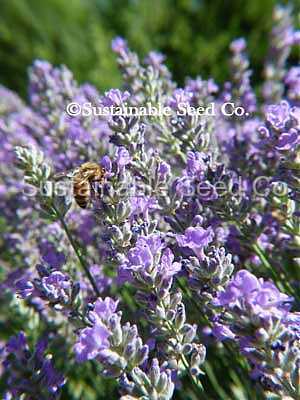 Photo of English Lavender (Lavandula angustifolia 'Vera') uploaded by vic