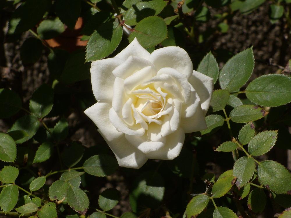 Photo of Rose (Rosa 'Pacesetter') uploaded by Betja