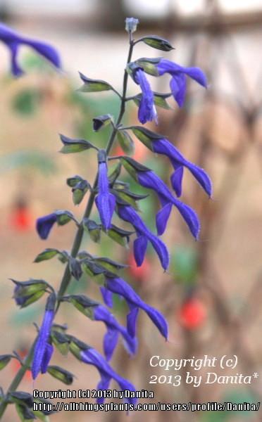 Photo of Salvia (Salvia mexicana 'Byron Flynt') uploaded by Danita