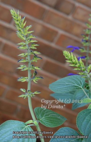 Photo of Salvia (Salvia mexicana 'Byron Flynt') uploaded by Danita