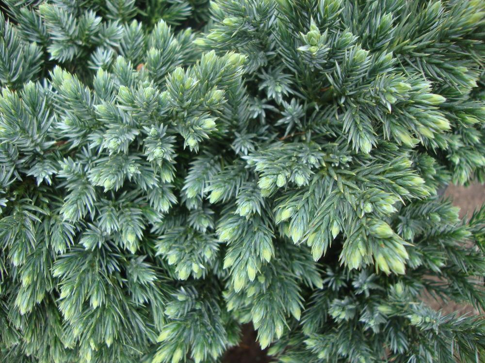 Photo of Flaky Juniper (Juniperus squamata 'Blue Star') uploaded by Paul2032