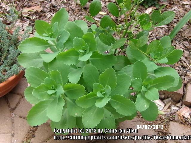 Photo of Sedum (Hylotelephium spectabile 'Herbstfreude') uploaded by TexasPlumeria87