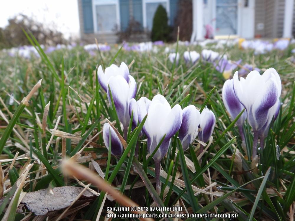 Photo of Snow Crocus (Crocus chrysanthus 'Prins Claus') uploaded by critterologist