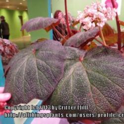 Location: Philadelphia Flower Show
Date: 2013-03-13
Can you see my fingers on the left?  These leaves are HUGE!