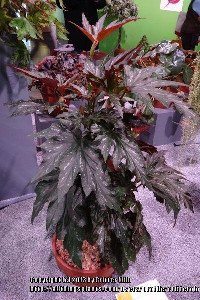 Photo of Angel Wing Begonia (Begonia 'Sophie Cecile') uploaded by critterologist