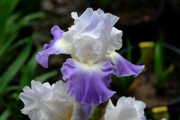 Photo of Tall Bearded Iris (Iris 'Clarence') uploaded by eclayne