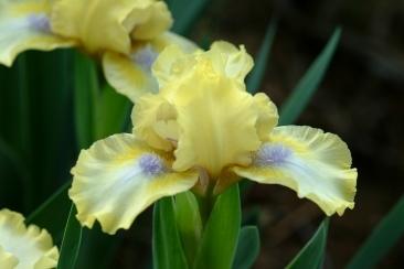 Photo of Standard Dwarf Bearded Iris (Iris 'Clue') uploaded by eclayne