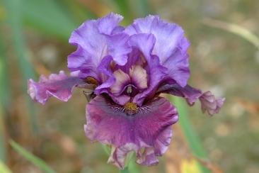 Photo of Tall Bearded Iris (Iris 'Dakota Smoke') uploaded by eclayne