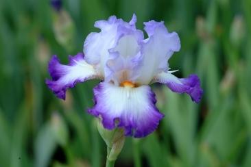 Photo of Tall Bearded Iris (Iris 'Conjuration') uploaded by eclayne