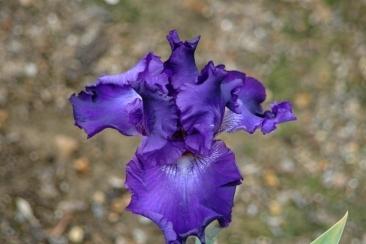 Photo of Tall Bearded Iris (Iris 'Circle of Light') uploaded by eclayne