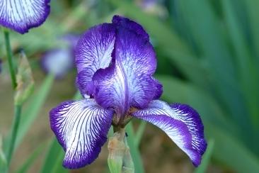 Photo of Tall Bearded Iris (Iris 'Circus Stripes') uploaded by eclayne