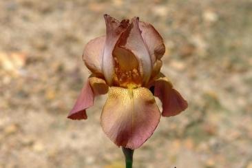 Photo of Tall Bearded Iris (Iris 'Copper Lustre') uploaded by eclayne