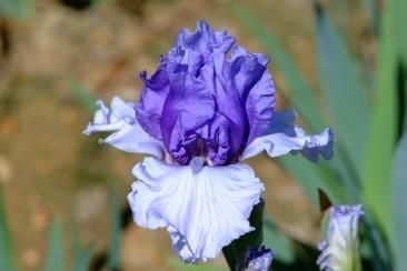 Photo of Tall Bearded Iris (Iris 'Crowned Heads') uploaded by eclayne