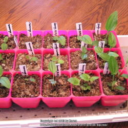 Location: My Cincinnati Ohio garden
Date: March 2013
Seedlings around 2 months old