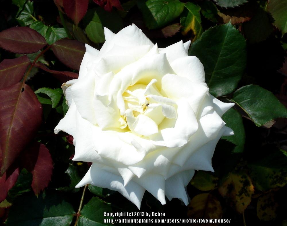 Photo of Rose (Rosa 'Pope John Paul II') uploaded by lovemyhouse