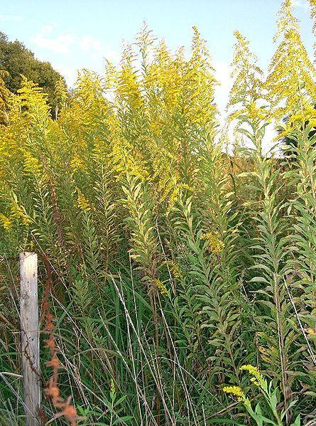 Photo of Tall Goldenrod (Solidago altissima) uploaded by robertduval14