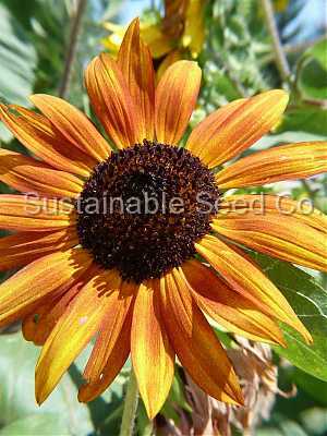 Photo of Sunflower (Helianthus annuus 'Autumn Beauty') uploaded by vic