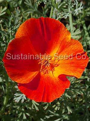 Photo of California Poppy Red (Eschscholzia californica 'Mikado') uploaded by vic