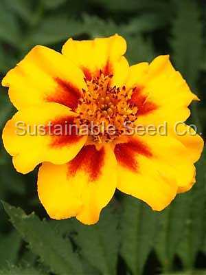 Photo of French Marigold (Tagetes erecta 'Naughty Marietta') uploaded by vic