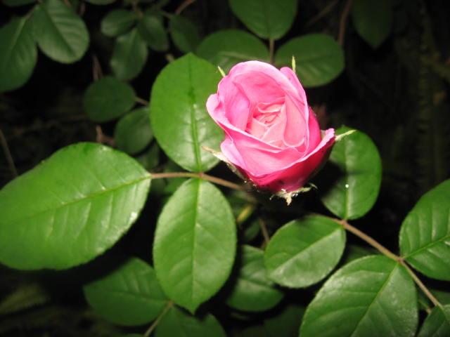 Photo of Rose (Rosa 'Gertrude Jekyll') uploaded by wcgypsy