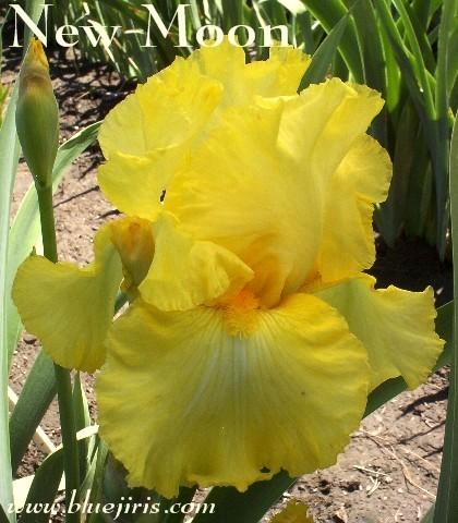 Photo of Tall Bearded Iris (Iris 'New Moon') uploaded by Calif_Sue